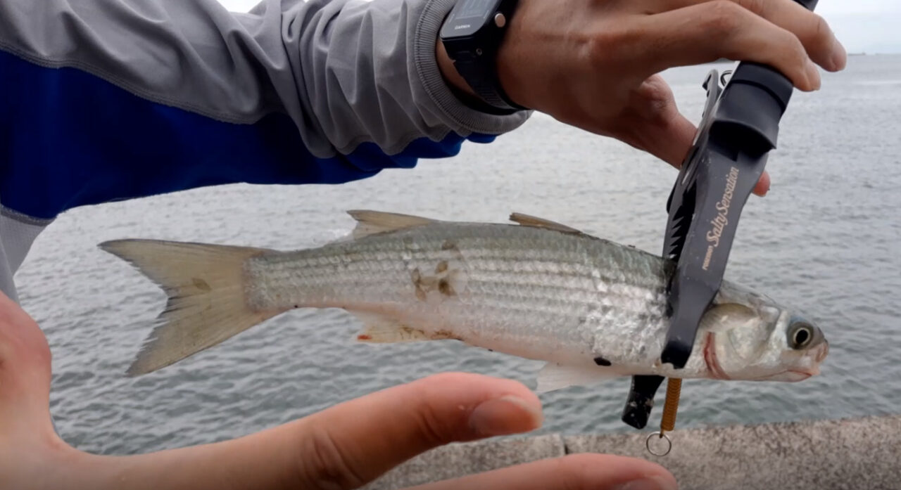 サビキ釣りで釣れる魚18cmボラ